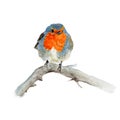 Robin Bird isolated on white background .Robin Bird Hand painted Watercolor illustration. Royalty Free Stock Photo