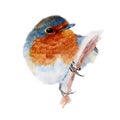 Robin Bird isolated on white background .Robin Bird Hand painted Watercolor illustration. Royalty Free Stock Photo