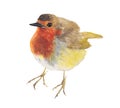 Robin Bird isolated on white background .Robin Bird Hand painted Watercolor illustration. Royalty Free Stock Photo