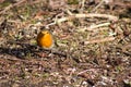 Robin bird hidding in tree nature wallpaper background