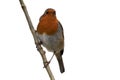 Robin, bird isolated on white background, perched on a branch