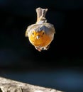 Robin bird landing on a tree branch. Royalty Free Stock Photo