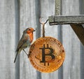 Robin bird lands on gold bitcoin cryptocurrency