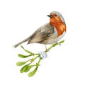 Robin bird with mistletoe branch. Watercolor illustration. Winter cozy image. Hand drawn garden bird with evergreen