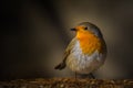 Robin bird morning light Royalty Free Stock Photo