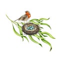 Robin bird on the nest with eggs. Watercolor illustration. Garden small songbird siting on the nest in the tree branch