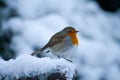 Robin bird out in the snow Royalty Free Stock Photo