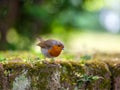 Robin bird in the park with lovely blurry background