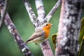 Robin bird perched on a branch in France Royalty Free Stock Photo