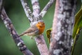 Robin bird perched on a branch in France Royalty Free Stock Photo