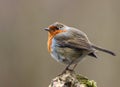 Robin bird perched on a mossy branch, surrounded by greenery. Royalty Free Stock Photo