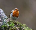 Robin bird perched on a mossy branch, surrounded by greenery. Royalty Free Stock Photo