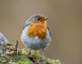 Robin bird perched on a mossy branch, surrounded by greenery. Royalty Free Stock Photo