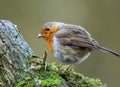 Robin bird perched on a mossy branch, surrounded by greenery. Royalty Free Stock Photo