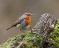 Robin bird perched on a mossy branch, surrounded by greenery. Royalty Free Stock Photo