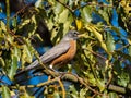 Robin bird perched in a tree with berries