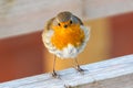 Robin bird perched on a wooden post Royalty Free Stock Photo