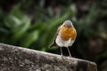 Robin bird posing on a park bench Royalty Free Stock Photo