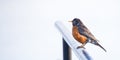 Robin bird on Railing