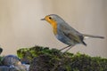 Robin bird red breast Royalty Free Stock Photo