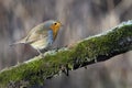 Robin bird red breast Royalty Free Stock Photo