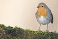 Robin bird red breast Royalty Free Stock Photo