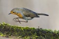 Robin bird red breast Royalty Free Stock Photo