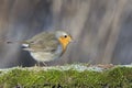 Robin bird red breast Royalty Free Stock Photo