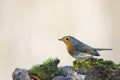 Robin bird red breast in winter time Royalty Free Stock Photo