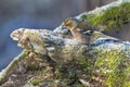 Robin bird red breast in winter time Royalty Free Stock Photo