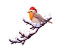 Robin bird in red santa hat branch with snow. Winter watercolor Royalty Free Stock Photo