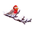 Robin bird in red santa hat, scarf on branch with snow. Winter watercolor Royalty Free Stock Photo