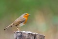 Robin bird or Robin Redbreast