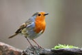 Robin bird on the branch Royalty Free Stock Photo