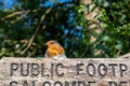 Robin bird sitting on a public footpath sign