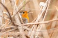 Robin bird sitting in the reed, wildlife animal and nature, spring season