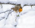 Robin bird sitting on a snow covered bush Royalty Free Stock Photo