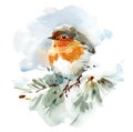 Robin Bird sitting on the snowy branch Watercolor Winter Illustration Hand Drawn