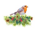 Robin bird in snow flakes. Christmas tree branches, mistletoe. Watercolor Royalty Free Stock Photo