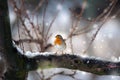 Robin bird in the snow Royalty Free Stock Photo