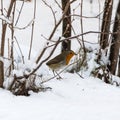 Robin bird on snowy ground Royalty Free Stock Photo