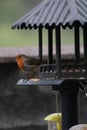 Robin on a bird table