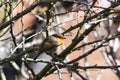 Robin bird in tree Royalty Free Stock Photo