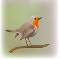 Robin bird vector illustration