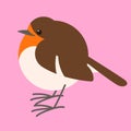 Robin bird, vector illustration , flat style ,profile Royalty Free Stock Photo