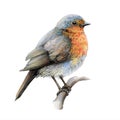 Robin bird vintage style illustration. Hand drawn wildlife backyards bird. Beautiful retro style realistic robin image