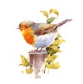 Robin Bird Watercolor Illustration Hand Painted isolated on white background