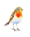 Robin Bird Watercolor Illustration Hand Painted Royalty Free Stock Photo