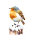 Robin Bird Watercolor Illustration Hand Painted isolated on white background Royalty Free Stock Photo