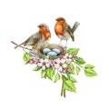 Robin birds on the nest with eggs and spring flowers. Watercolor realistic illustration. Cozy spring decoration. Pair of